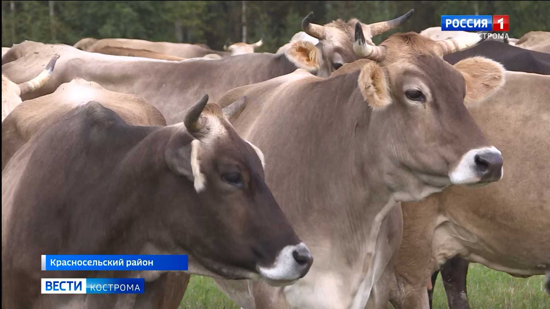 Корова Кострома Кострома