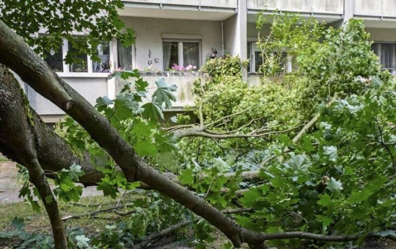 Упавшее дерево стоило костромской управляющей компании более 100 тысяч рублей