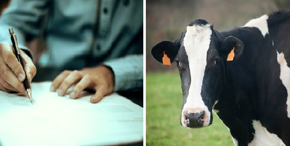 Чиновники в Костромской области попали под следствие из-за вымышленных коров