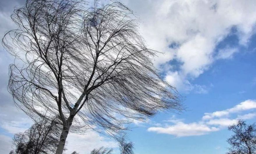 Гидрометцентр прогнозирует в Костромской области усиление ветра