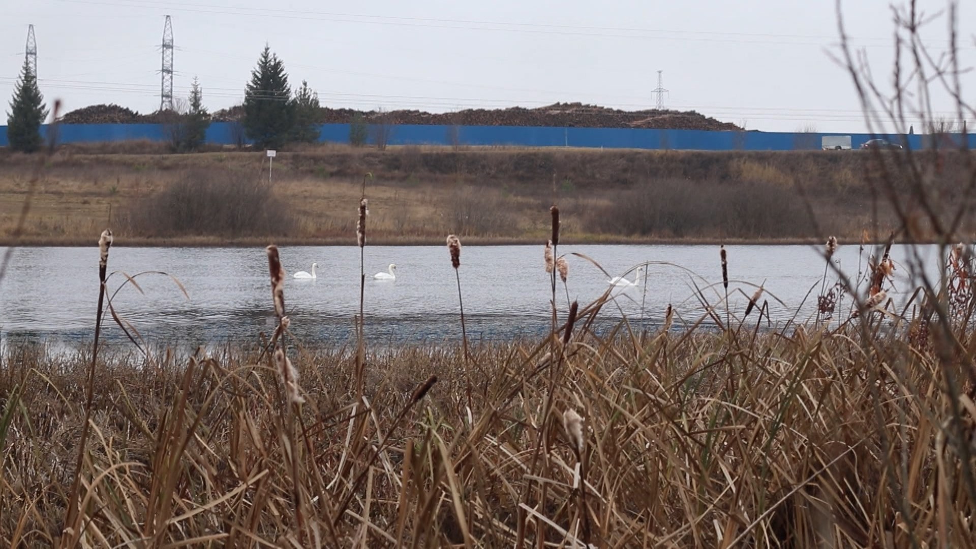 Михайловский пруд в костромском райцентре облюбовали лебеди