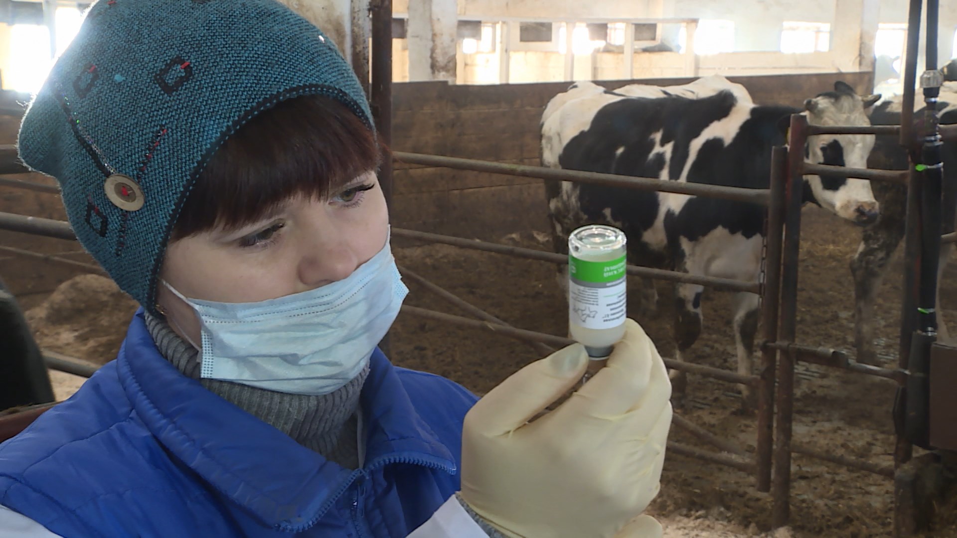 В Вохомском районе началась вакцинация животных от бешенства