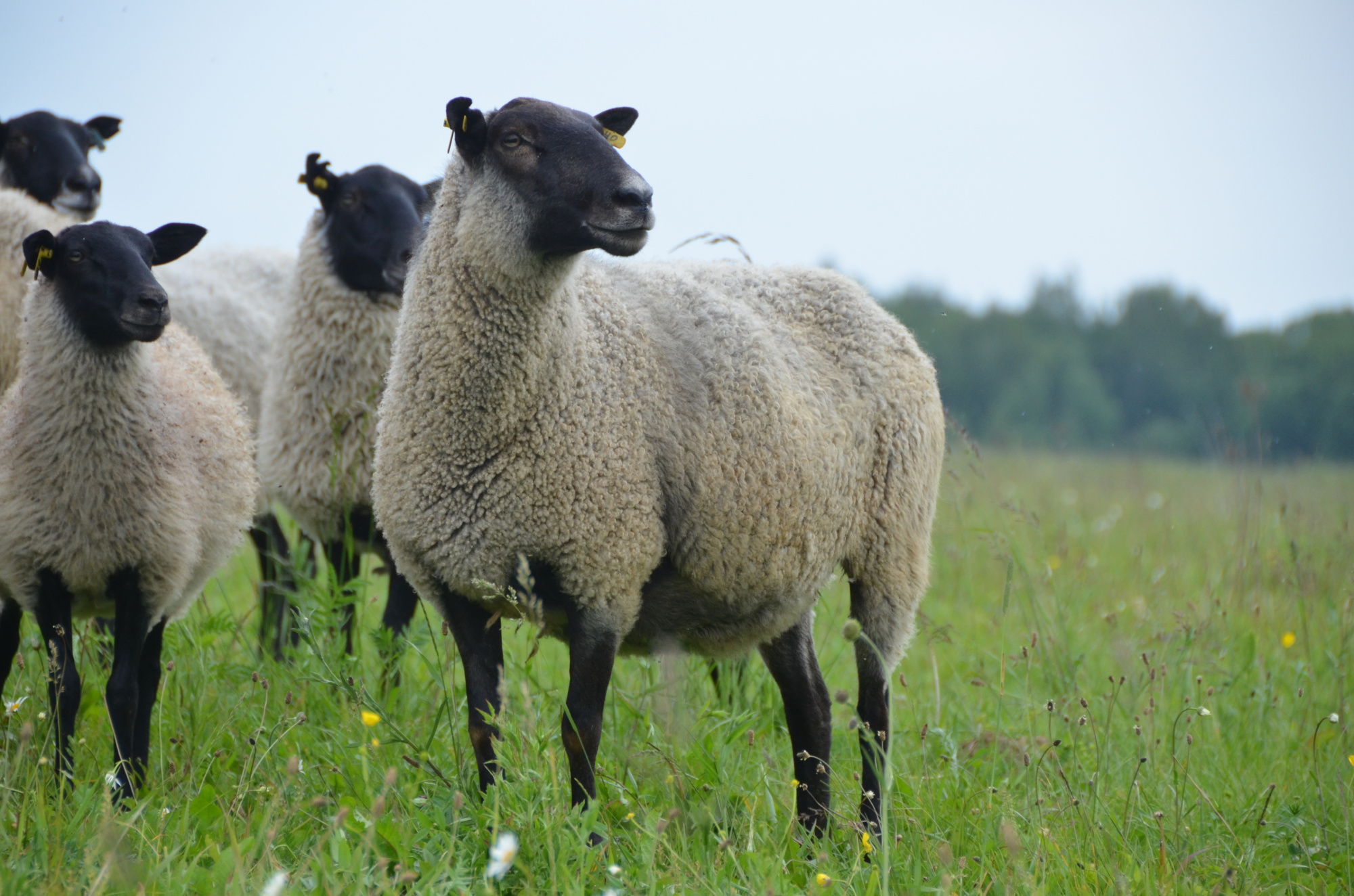 В Костромском районе сняли ограничения по оспе овец и коз