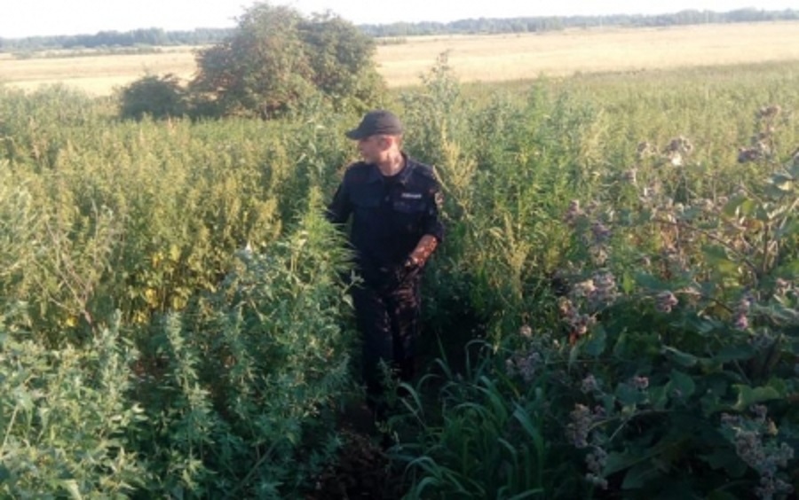 Участковый полицейский нашел под Костромой плантацию конопли