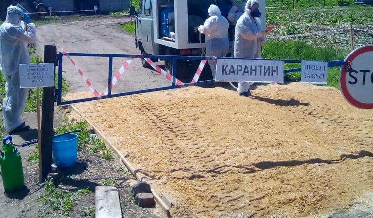 В Костромской области продолжают снимать карантин по африканской чуме свиней