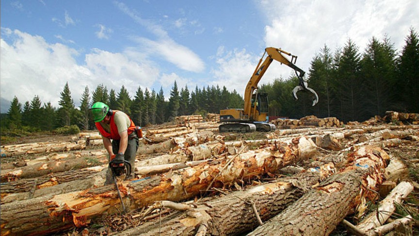 Костромские лесорубы наращивают объемы заготовки древесины