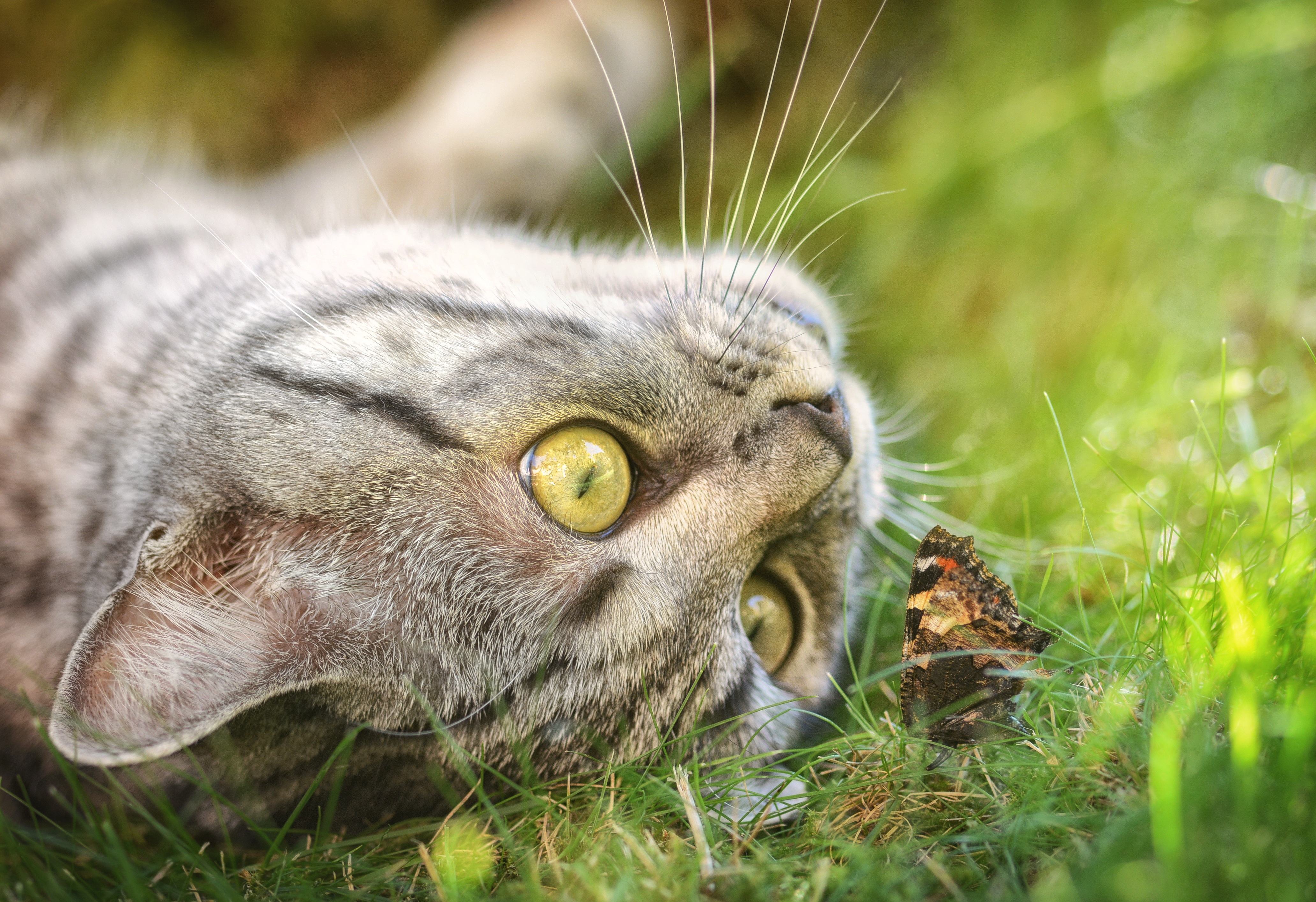 Взгляд под. Кот и бабочка. Весенний кот. Коты и бабочки фото. Серая кошка в траве.