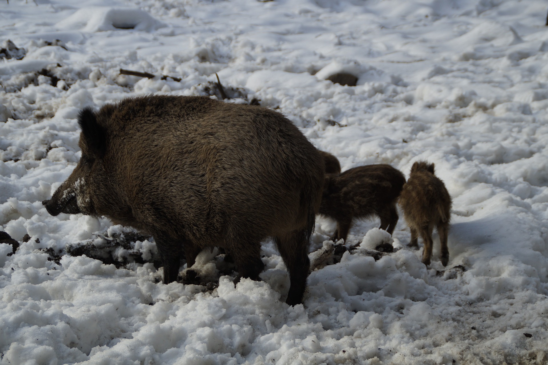 В трех районах Костромской области введены ограничения на охоту из-за чумы свиней