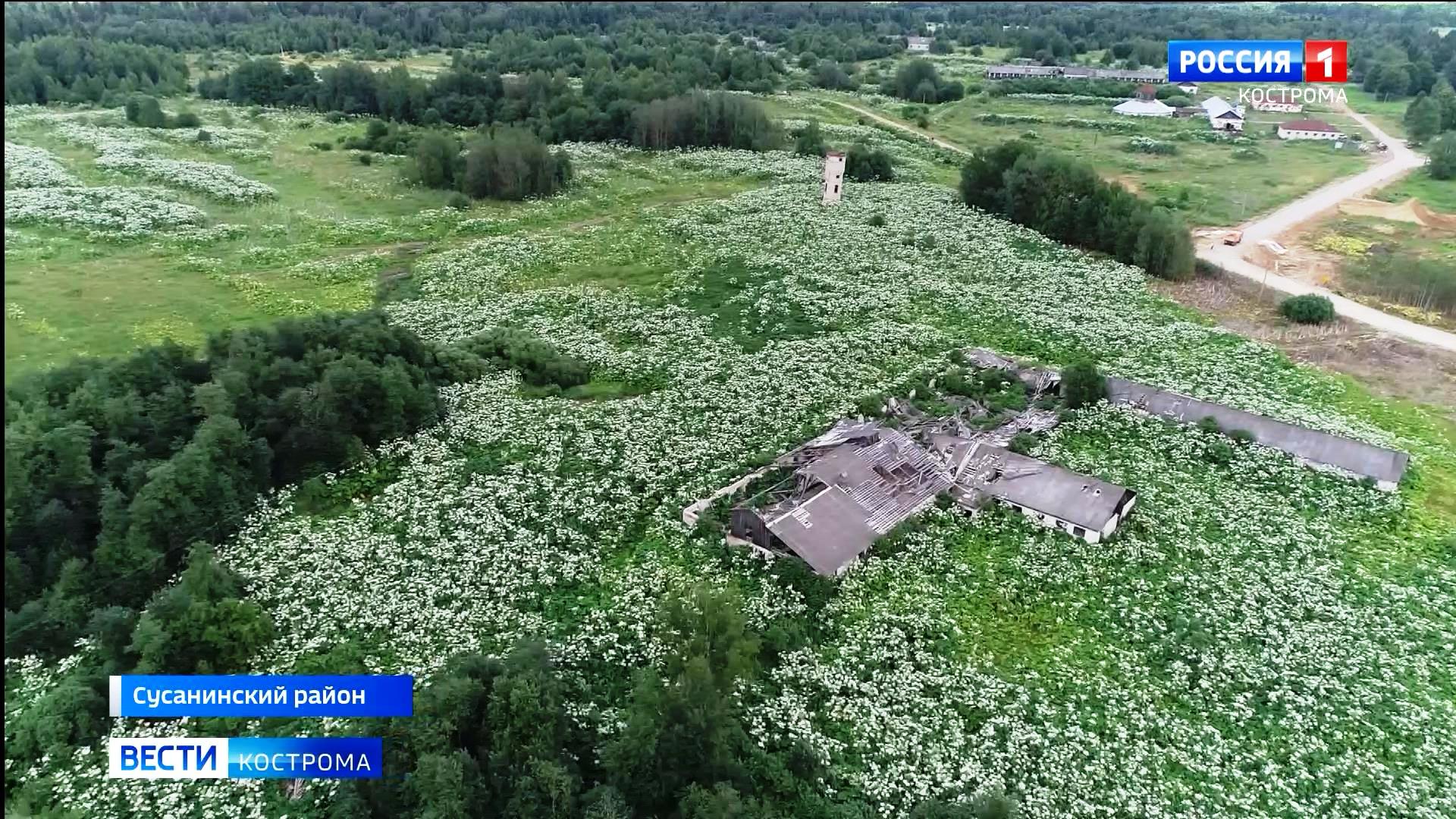 В Костромской области нашли 15 тысяч гектаров заросших сорняками и кустами полей