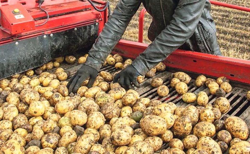 Аграрии Костромской области пристально займутся картофелем