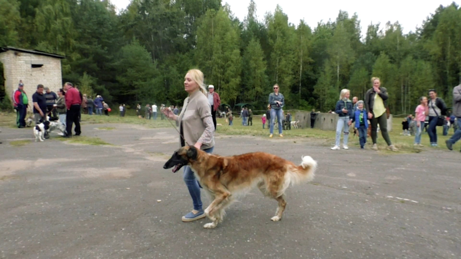 Костромские собаководы покажут красоту и ловкость своих охотничьих питомцев