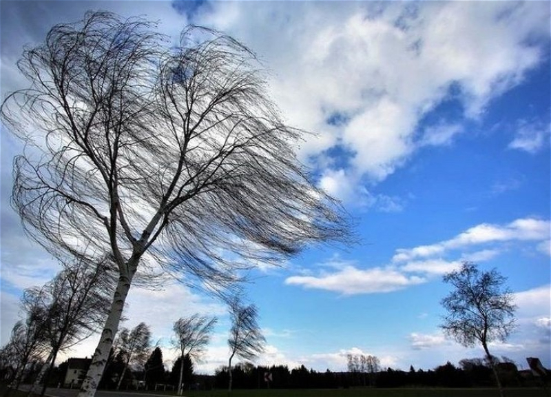 Метеопредупреждение: ветер в Костроме усиливается и усиливается