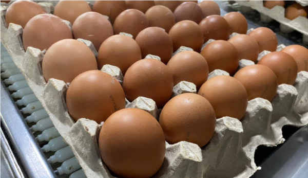 Четверть миллиона яиц в сутки будет выпускать Буйская птицефабрика