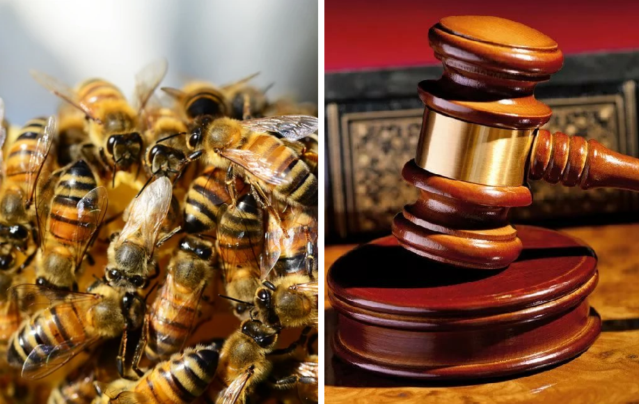 Костромичка прогнала соседских пчёл через суд