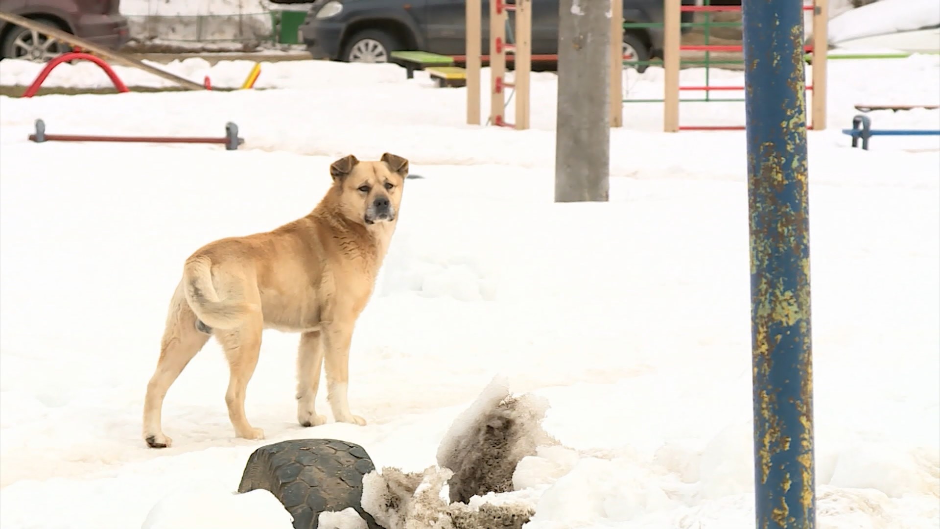 Жители костромского райцентра напуганы обилием бродячих собак