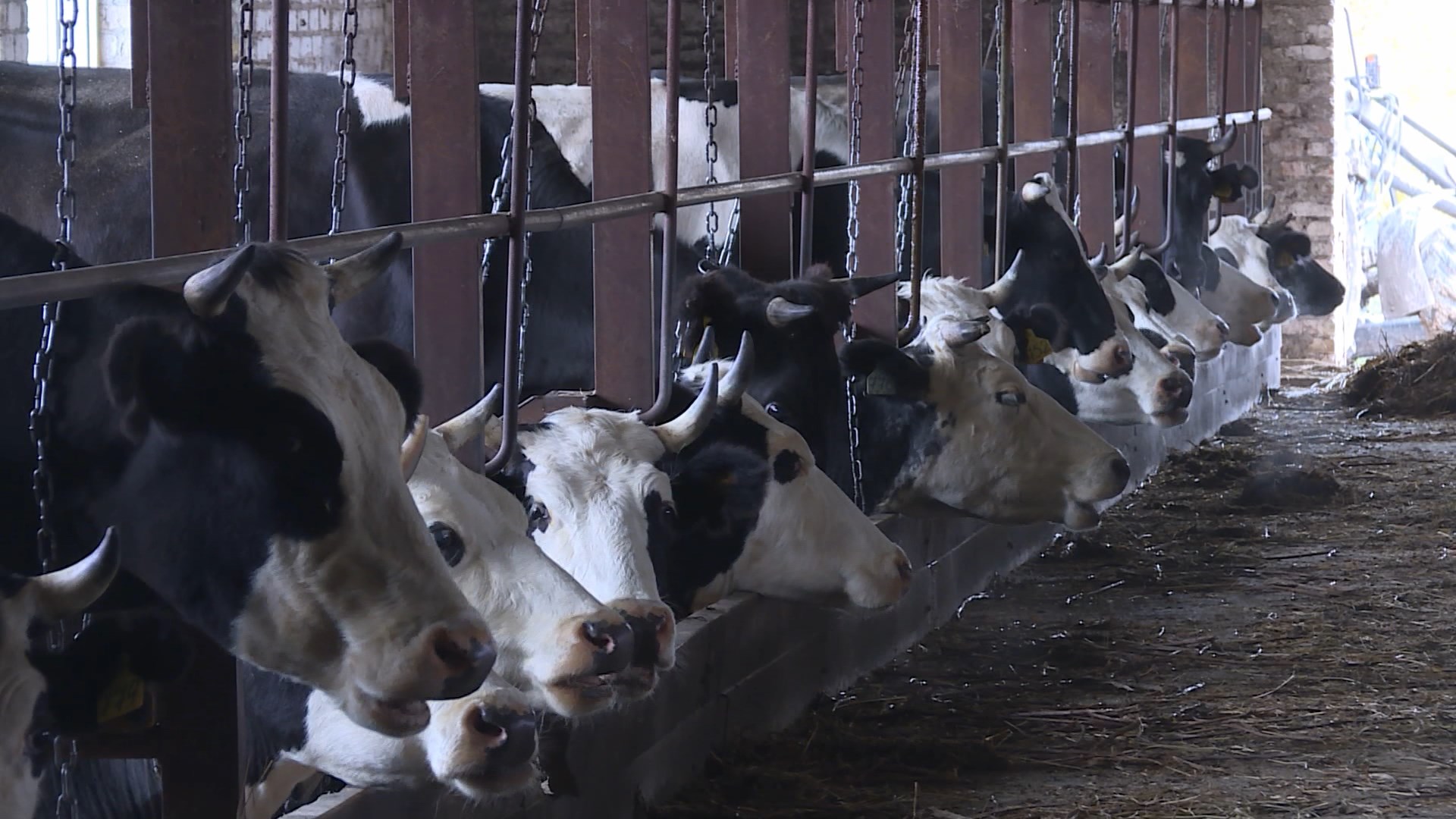 В Костромской области увеличилось поголовье коров