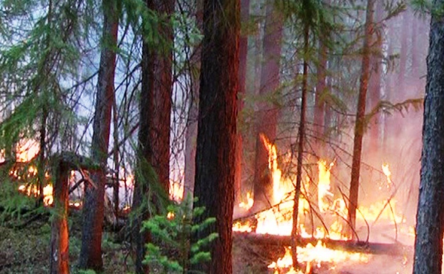 Тринадцать пожаров за неделю: огонь по костромским лесам идёт молниеносно