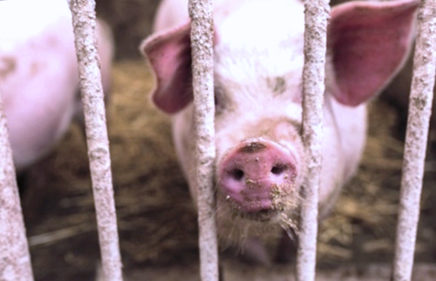 В Костромской области сняли ограничения, действовавшие из-за чумы свиней