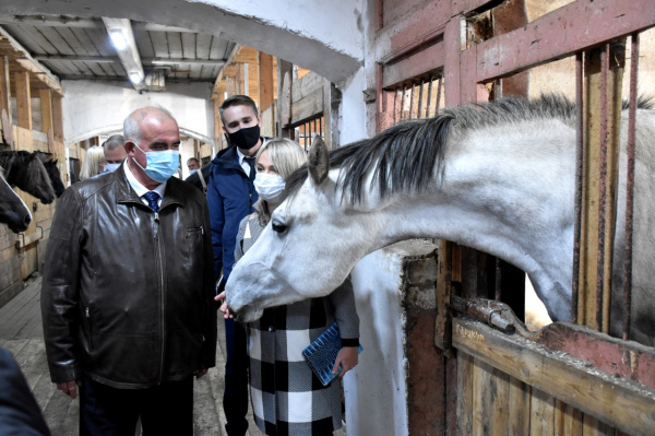 Туристов в костромскую глубинку планируют завлечь конями