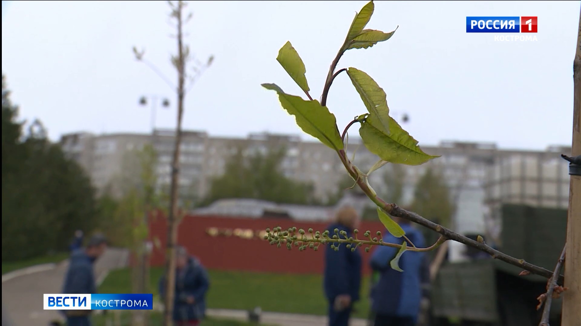 В честь Дня Победы в костромском Парке Победы высадят 25 рябин