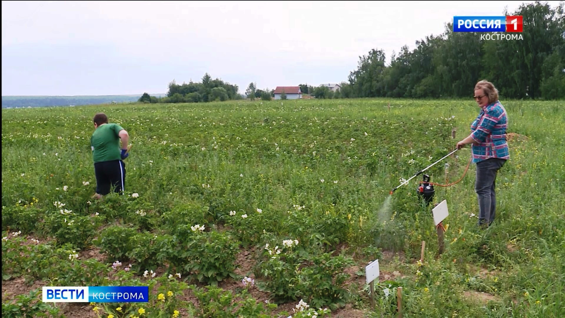 На бесплатных огородах под Костромой началась битва с колорадскими жуками