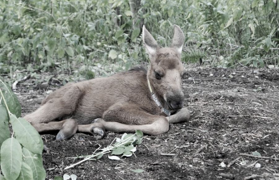 Молодой лосёнок с Сумароковской фермы погиб в костромском лесу