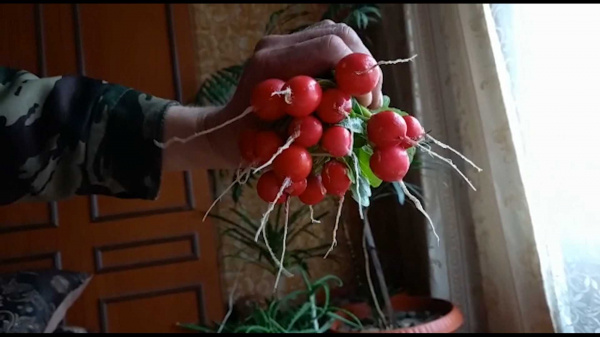 Жительница костромской глубинки уже успела вырастить первый урожай