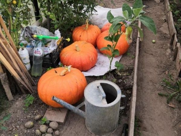 Жители Костромской области могут отдать свои лайки гигантским овощам