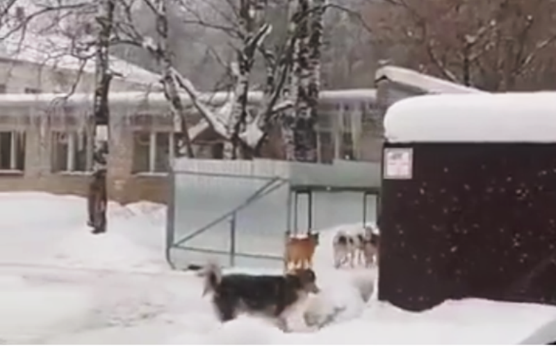 Свора бродячих псов обхаживает школу в костромском райцентре