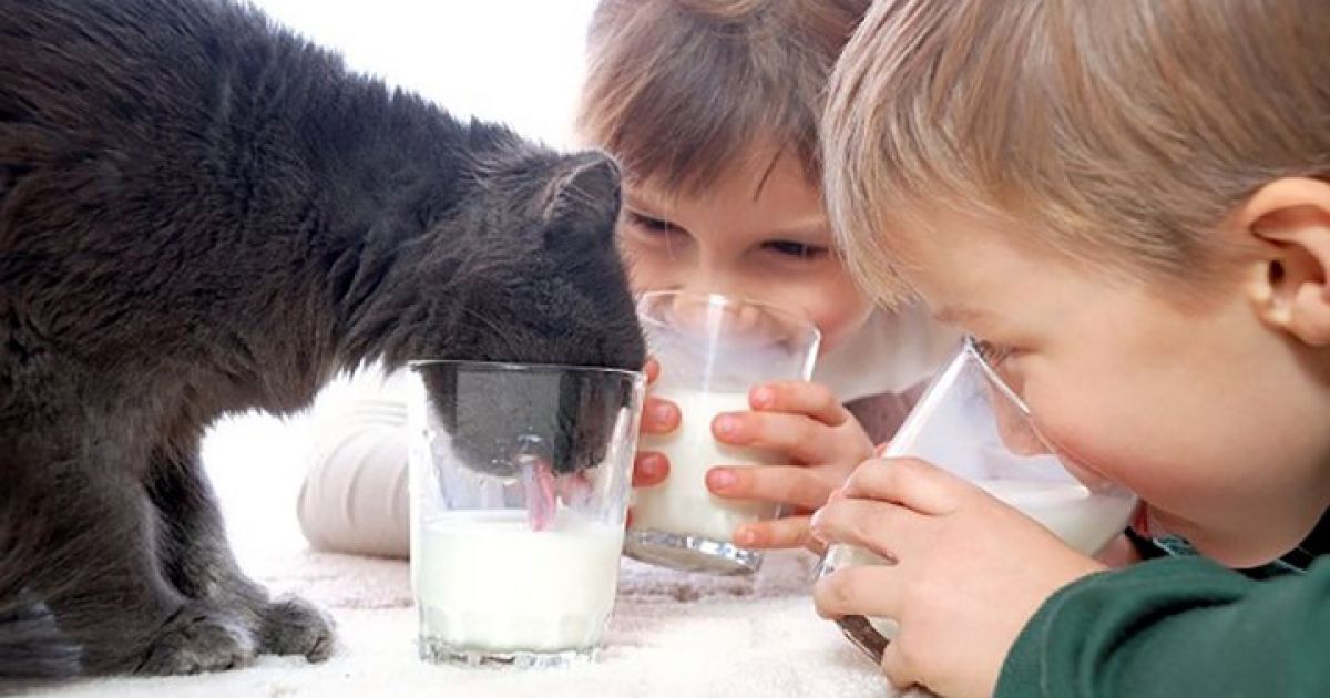 Для костромских молочников-поставщиков соцучреждений добавят денег на поддержку