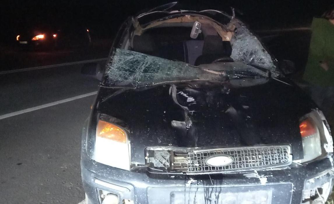 Два человека пострадали при столкновении с лосем на дороге под Костромой