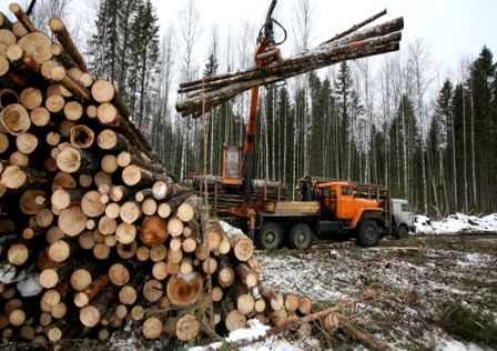 Льготы и-за пандемии дали рост платежей от лесопользователей