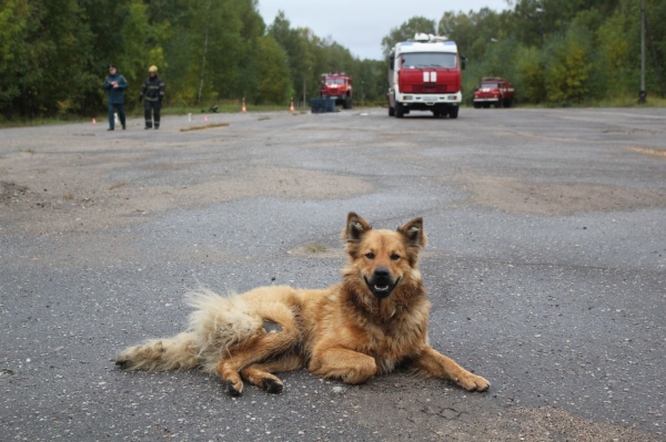 Во время гонок на пожарных машинах спасатели провели «операцию» собаке