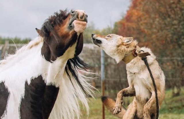 На костромской ферме, где волчица напала на девочку, проводят вечеринку