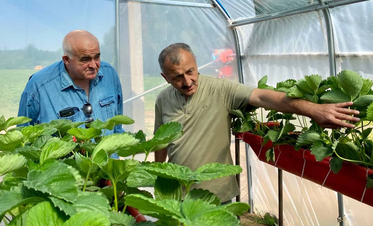 Сергей Ситников оценил размах клубничных плантаций костромского фермера
