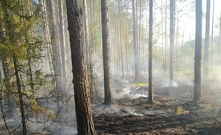 Лесной пожар в Костромской области локализован на площади в 9 га