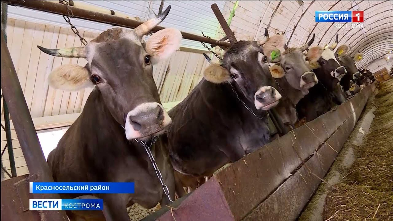 Костромской аспирант взялся за продление жизни коров
