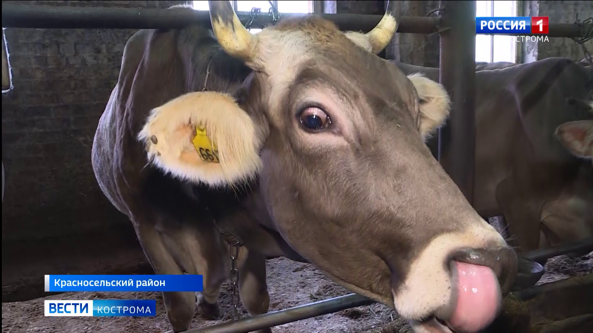 Господдержка и корова-рекордсменка помогли аграриям из-под Костромы  совершить «молочный прорыв» | ГТРК «Кострома»