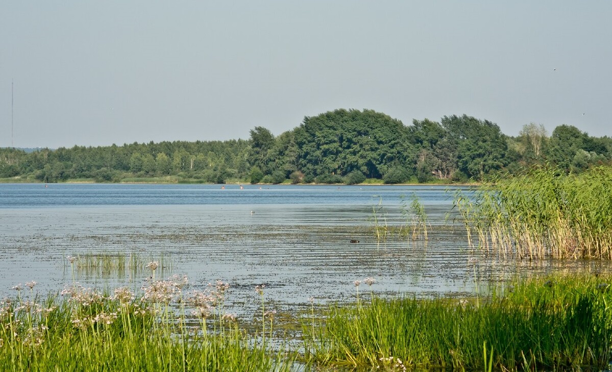 Два костромских озера – Галичское и Святое – очистят от грязи и зарослей