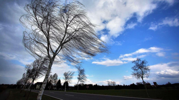 Ветер в Костромской области усилится до 18 м/с