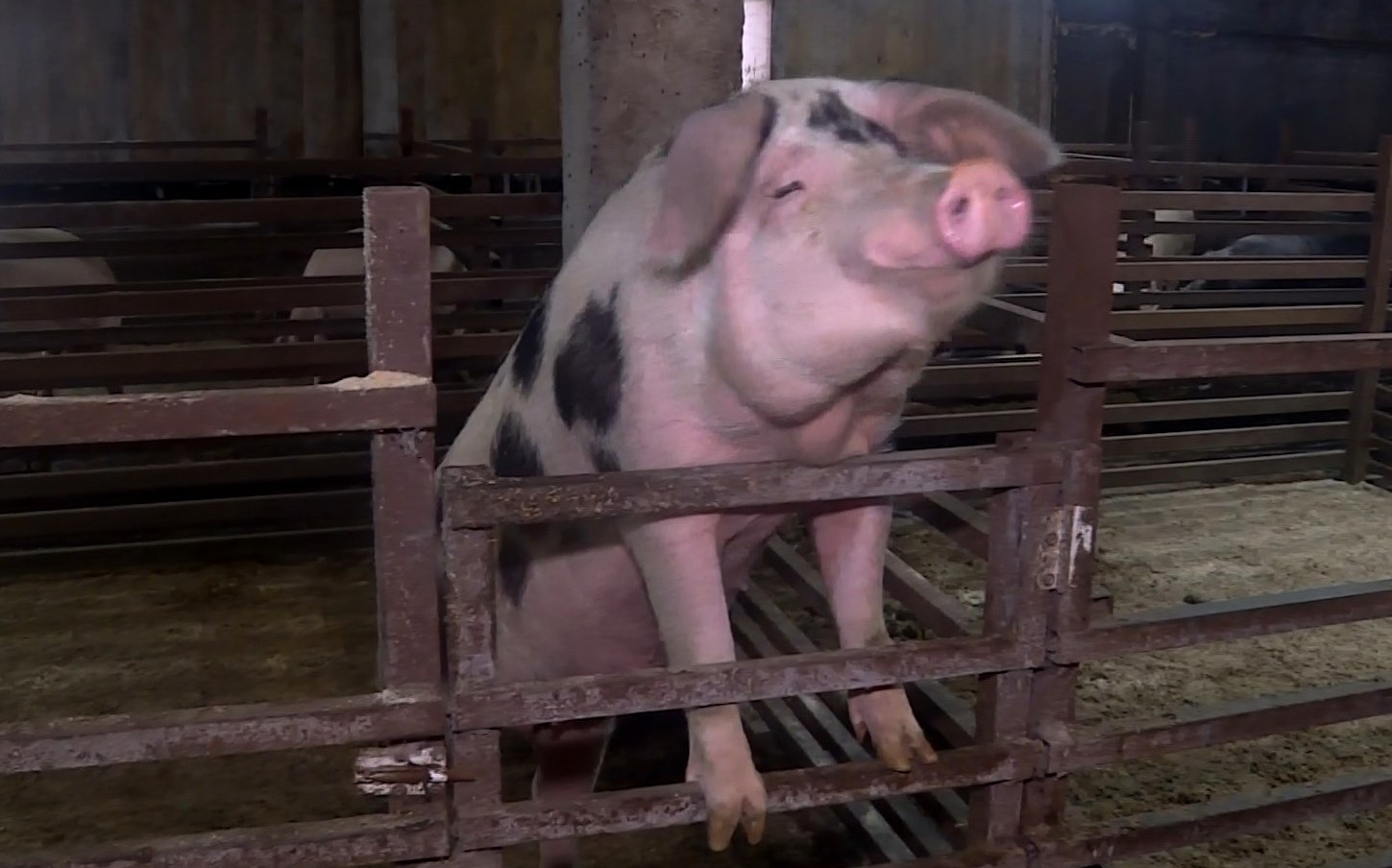 Ветеринары подсчитывают убытки костромских хозяйств от чумы свиней