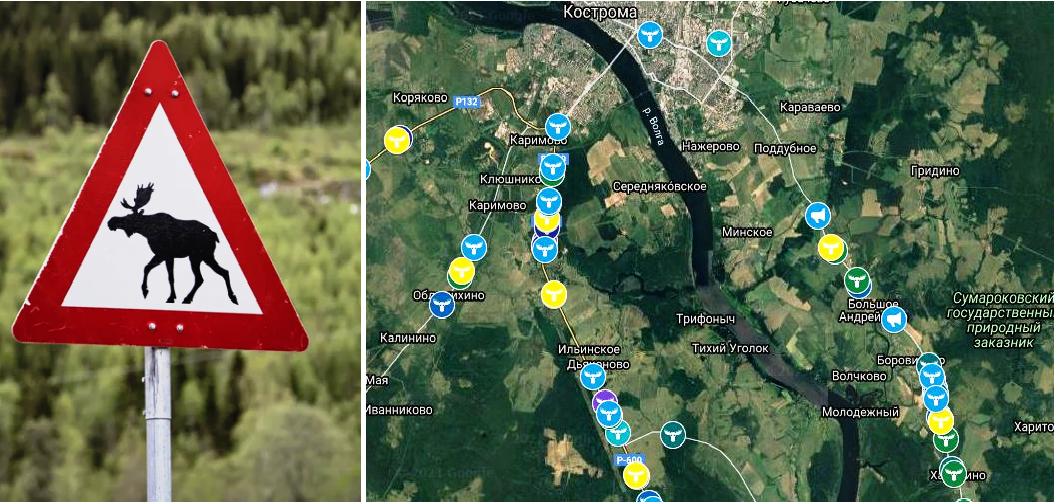 Общественники добиваются ограждения от лосей автодороги Кострома–Красное