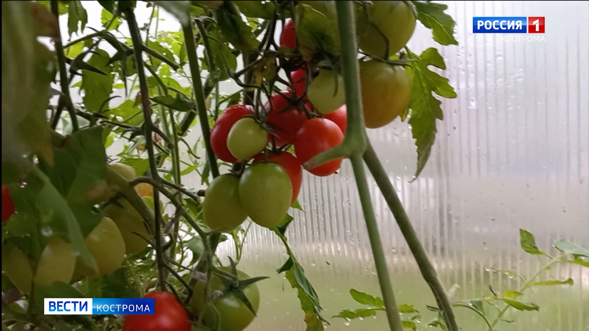 Некоторые костромские огородники продолжают в октябре собирать свежие томаты и огурцы