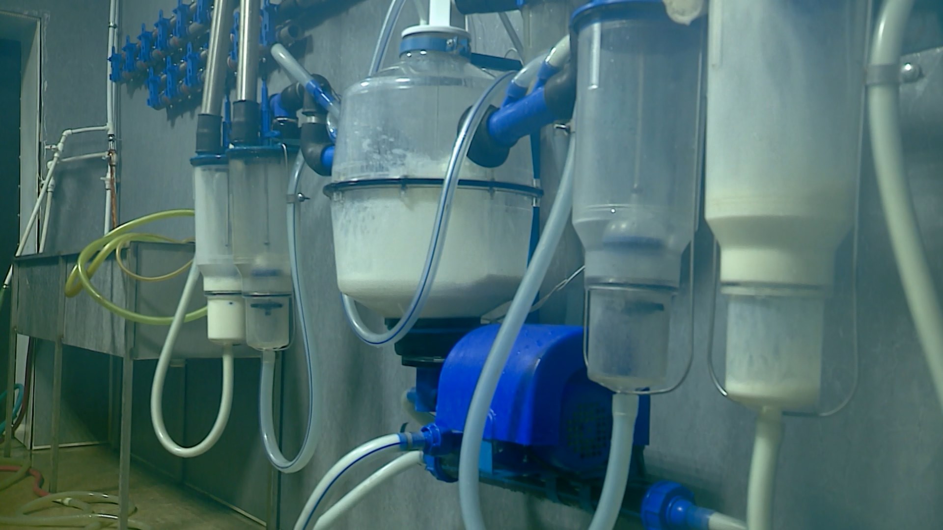 Фермы в Костромской области демонстрируют внушительный рост производства питьевого молока