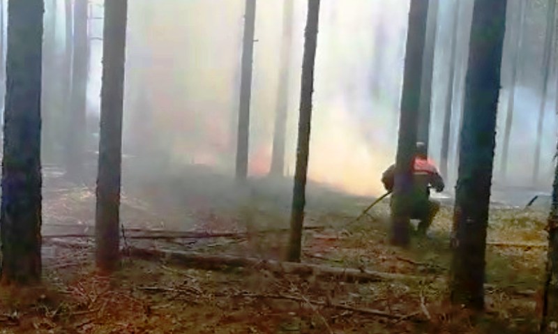 Крупнейший лесной пожар в Костромской области потушили спустя шесть дней