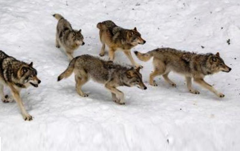 Пятеро охотников озолотились на отстреле костромских волков