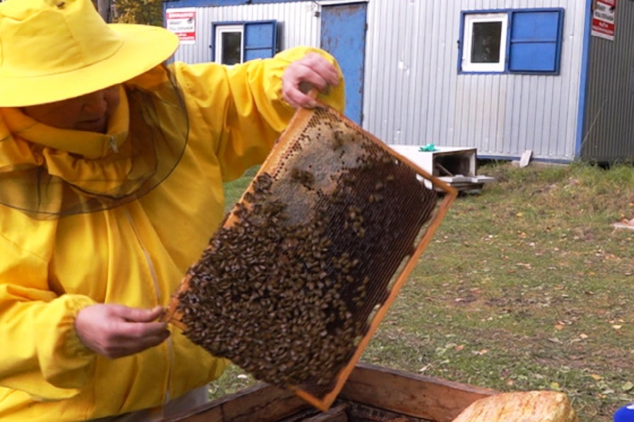Пчеловодам Костромской области расширят меры поддержки