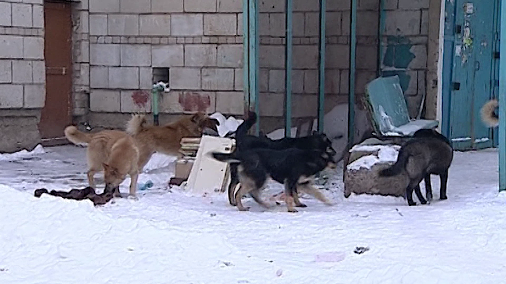 Специалисты из Костромы избавят шарьинцев от бродячих псов
