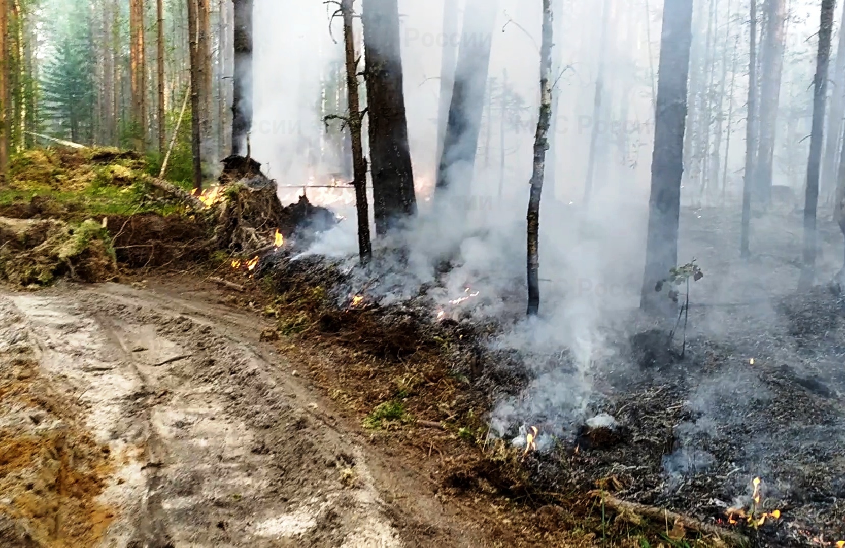 В Макарьевском районе обнаружен новый лесной пожар