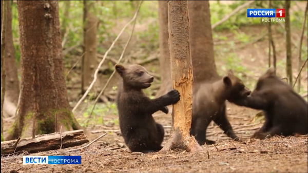 Спасённые под Костромой медвежата вернутся в родные леса
